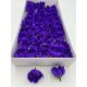 Nuferi sapun aster dark purple cutie 50 de capete