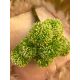 FIR CIULIN FR105C VERDE