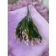VERDEATA FR060 ROZ