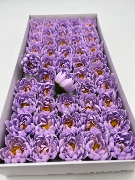 Nuferi sapun aster lavender cutie 50 de capete
