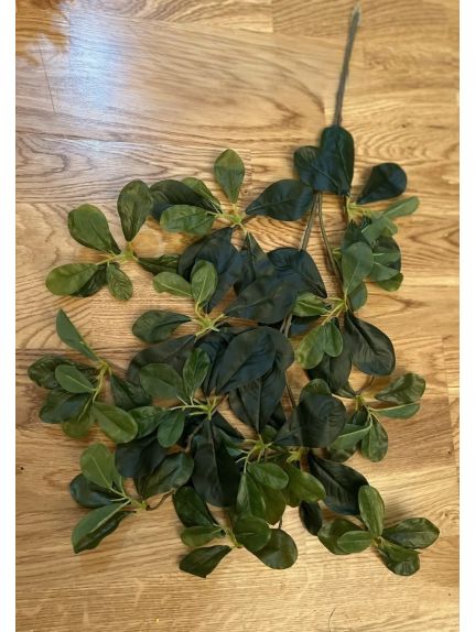 CRENGUTA FICUS FR202 VERDE