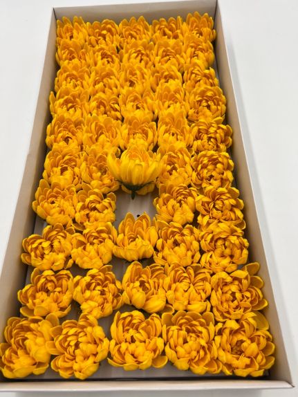 Nuferi sapun aster yellow cutie 50 de capete
