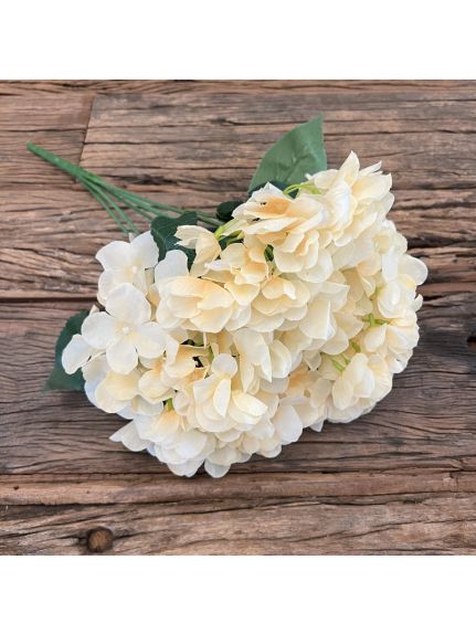 Hortensie KKSS Crem buchet 5 fire