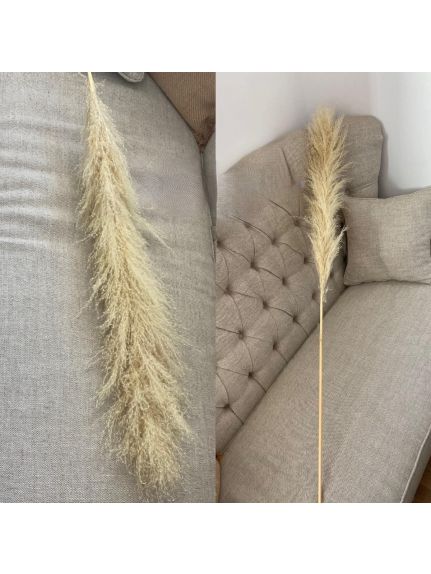 PAMPAS NATURAL USCAT BEJ   1.50M